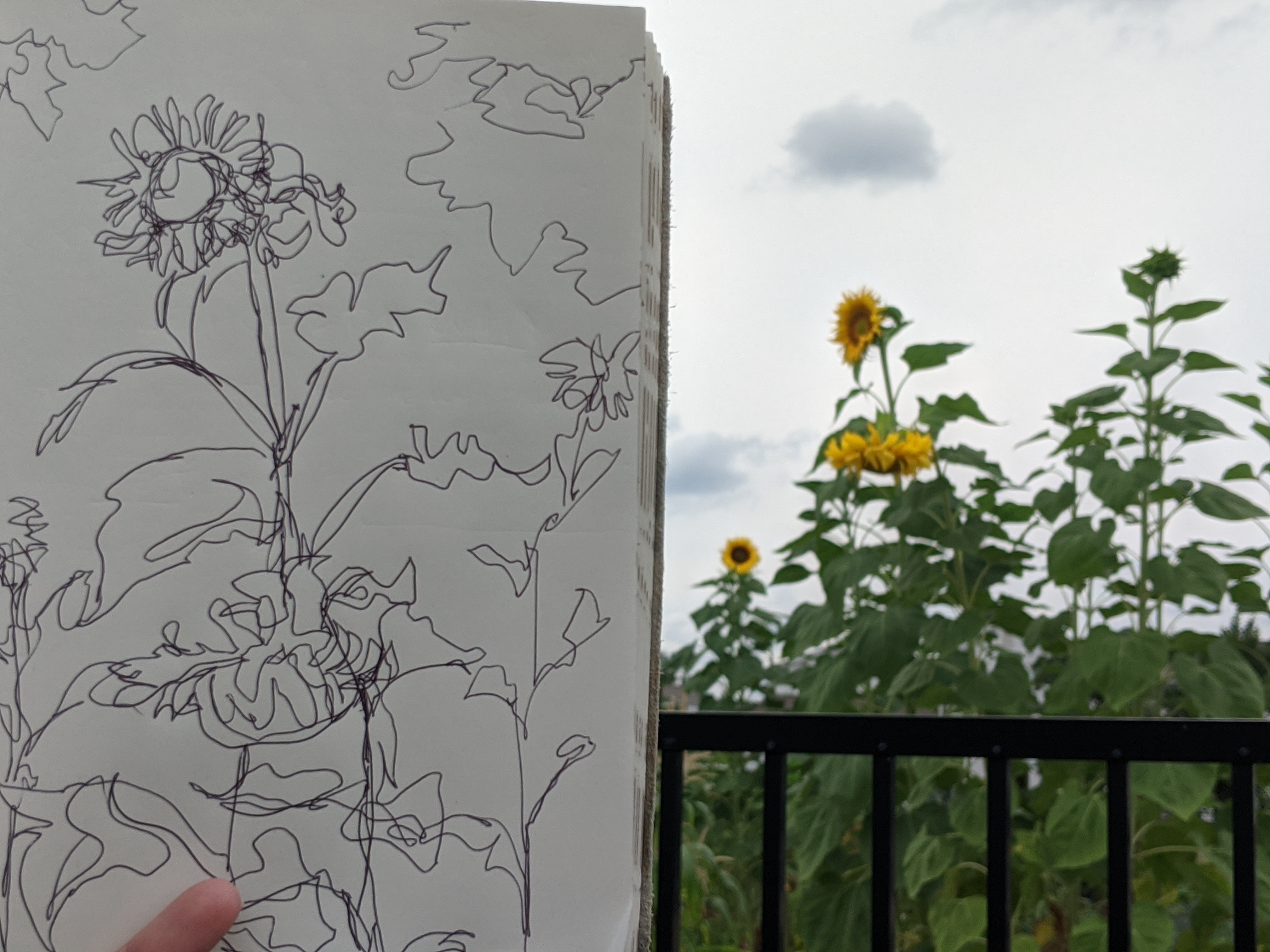 blind contour sunflower